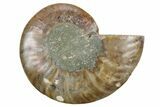 Cut & Polished Ammonite Fossil (Half) - Madagascar #354175-1